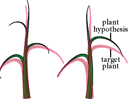 Phenotyping plants