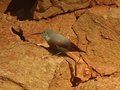 Wallcreeper, Vadiello Dam