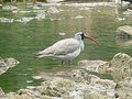 Ibisbill, Baihe River