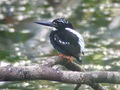 Silvery Kingfisher, PICOP