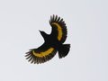 Fire-maned Bowerbird, Keki Lodge