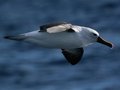Indian Yellow-nosed Albatross, Hillarys
		   Pelagic