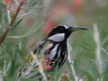 White-cheeked Honeyeater, Perth