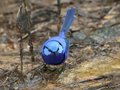 Splendid Fairy-wren, Wungong Gorge