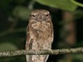 Marbled Frogmouth, Keki Lodge