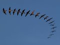 Oriental Hobby, Keki Lodge