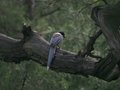 Azure-winged Magpie, Beijing