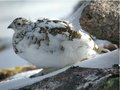 Ptarmigan, Cairngorm