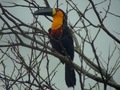 Channel-billed Toucan, Rio de Janeiro