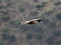 Griffon Vulture, Monfrague